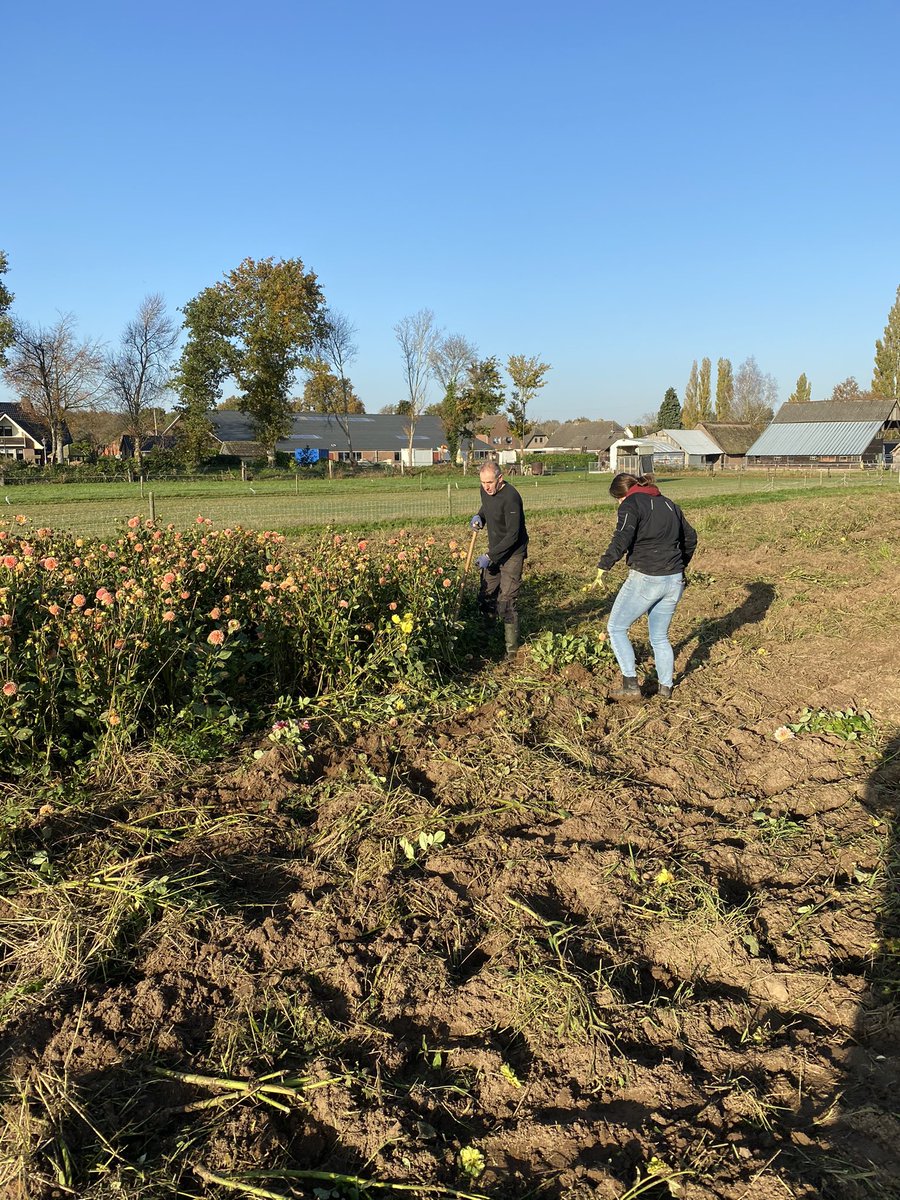 thenextcorso's tweet photo. De Stoepbelten zijn weer gerooid https://t.co/bhWjjDzVZm