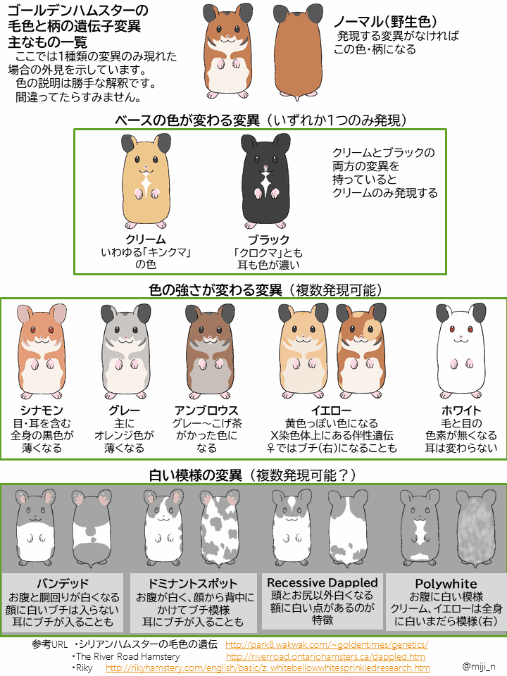 ミジンコ 在 Twitter 上 以前作ったゴールデンハムスターの毛色のパターン解説 入れられなかった毛色や柄が結構あったのが心残りだったので 追加版を作ってみました ダルメシアン柄の遺伝については海外のサイトを参考にしました いろいろ間違ってたらすみません