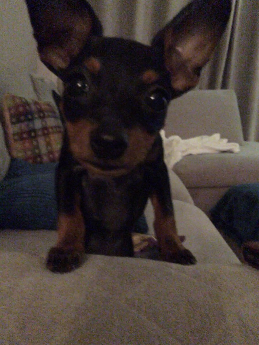 neely_r's tweet photo. Beware the three stages of being conned by your family - 1. “She’s just visiting” 2. “she’s just staying for a week” 3. “she’s here forever” #NicelyPlayed #Penelope https://t.co/LbrmLUedin