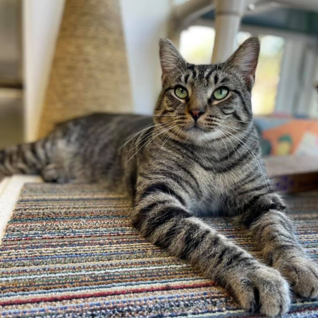 Good morning &amp; happy #Caturday from this handsome feline - Platinum! 😻

Learn more: providenceac.org/pets/platinum/

Schedule an appointment to meet him at ProvidenceAC.org/AdoptACat! You never know who you'll meet when you come in to adopt! ❤️  #AdoptDontShop