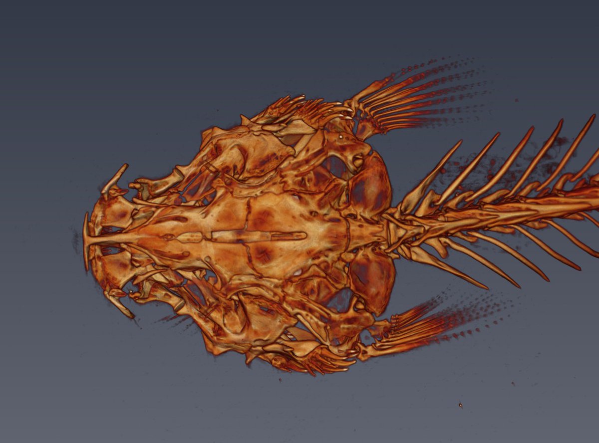 clquezadar's tweet photo. It took me a while, but now I have the perfect pc to analyze the tons of CTScans @Fishy_Hayes @Fishguy_FHL and I did a few years ago. #ScanAllFish #ScanAllFishInChile https://t.co/CblJFLgNlH