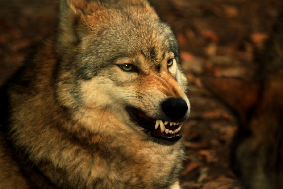 WildwoodDevon's tweet photo. Life in lockdown - Sting standing his ground with troublemaker, Lemmy.
#lifeinlockdown #lifeinlockdown2020 #lockdown #lockdown2020 #lockdownlife #lockdown2 #wolf #wolves #wolfpack #wolflove #wolfpictures #wolfpics #wolfphotography #wolfphotography https://t.co/98yJ1QbUVg