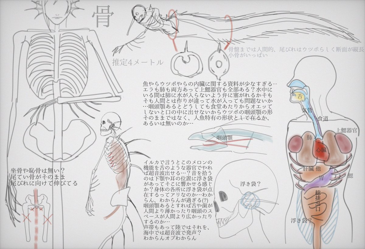 く☆そ雑図で失礼しちゃうけど人魚ボディ考察もどき?
臓器に関する資料があまりにもなかった… 