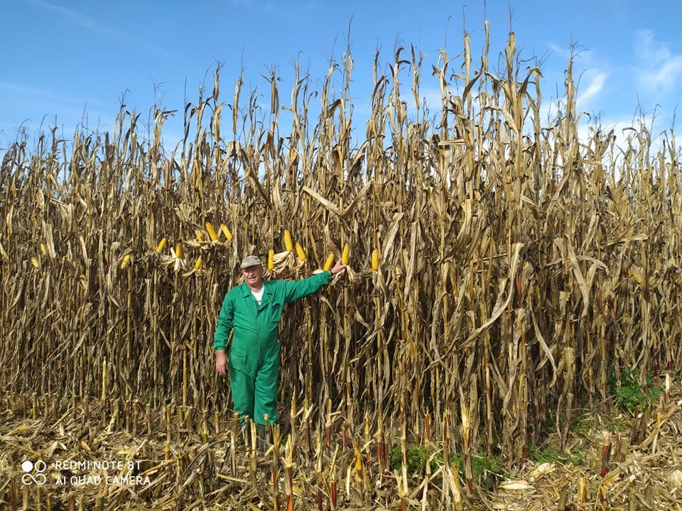 DEKALB_ES's tweet photo. Millones de gracias Juan Carlos que nos envía estas fotos con #DKC6980. Lo ha probado este año y ha cosechado más de 17.000kg/ha a pesar del complicado año en su pueblo Rincón del Obispo (Coria-Cáceres). 👏🏻👏🏻 Enhorabuena crack!!!!
#DEKALB #Maiz #Coria https://t.co/2DDhmUww3O