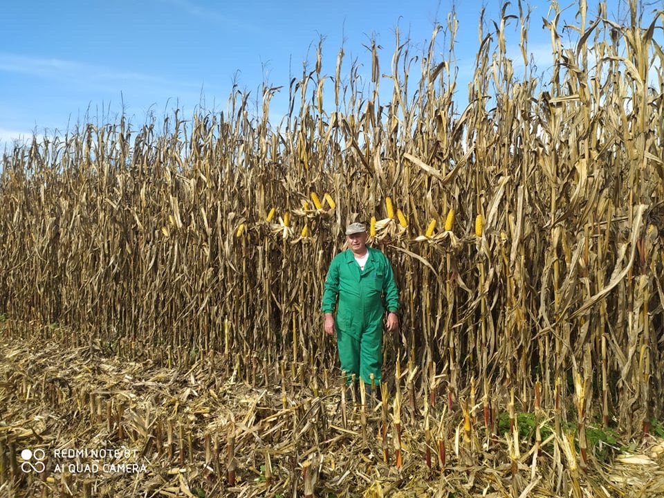 DEKALB_ES's tweet photo. Millones de gracias Juan Carlos que nos envía estas fotos con #DKC6980. Lo ha probado este año y ha cosechado más de 17.000kg/ha a pesar del complicado año en su pueblo Rincón del Obispo (Coria-Cáceres). 👏🏻👏🏻 Enhorabuena crack!!!!
#DEKALB #Maiz #Coria https://t.co/2DDhmUww3O