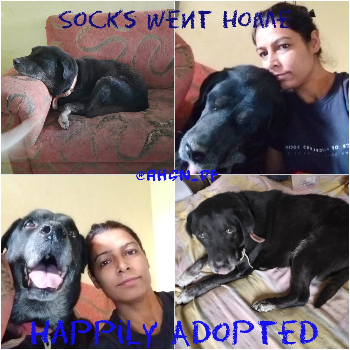 AHSN_Volunteers's tweet photo. #happilyadopted #seniordogsarethebest #df_ahsn
Socks,our sweet,old, greedy Lab boy waited it out at the shelter for almost 2 yrs before being picked by the best home ever !With Ajaydeep &amp; Shamita. What a joy it is to see a dog, especially a senior on the sofa &amp; bed being loved. https://t.co/Bvkw8R8zGE