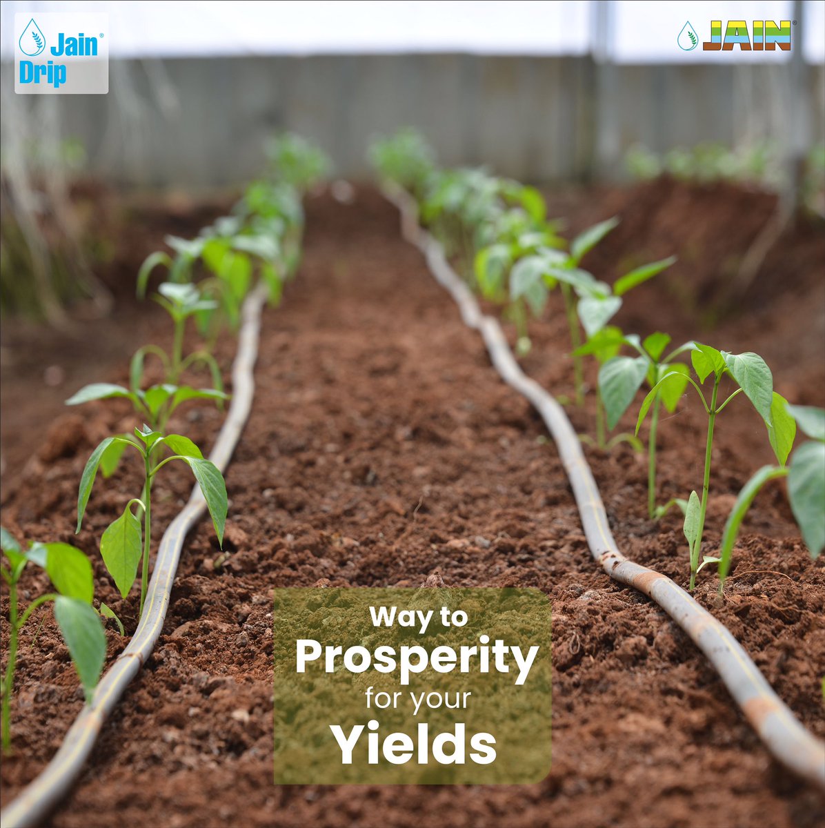 JainIrrigation's tweet photo. Bring prosperity in your farms with The #JainDripLine by #JainIrrigation to get #BetterYieldAndGreaterProfit 🌱⬆️
Empowering #farmers by providing vigorous #Irrigation solutions with #MoreCropPerDrop
#FarmersFirstChoice #DripLines #JISL https://t.co/SCn9pxq1oG