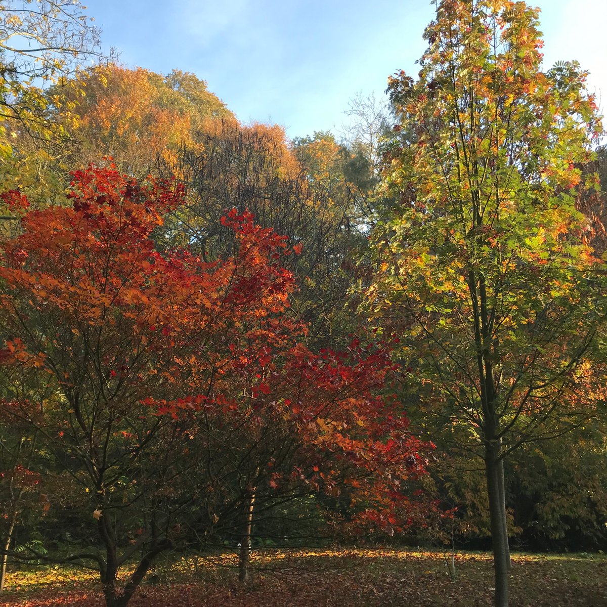 placeforplants's tweet photo. It is a lovely day for a walk in the garden to enjoy the autumn colour. Garden entry £5.00 Sensible footwear required as it is slippery. The garden and plant centre are open 10am-4pm daily. https://t.co/w7PTZYvb37