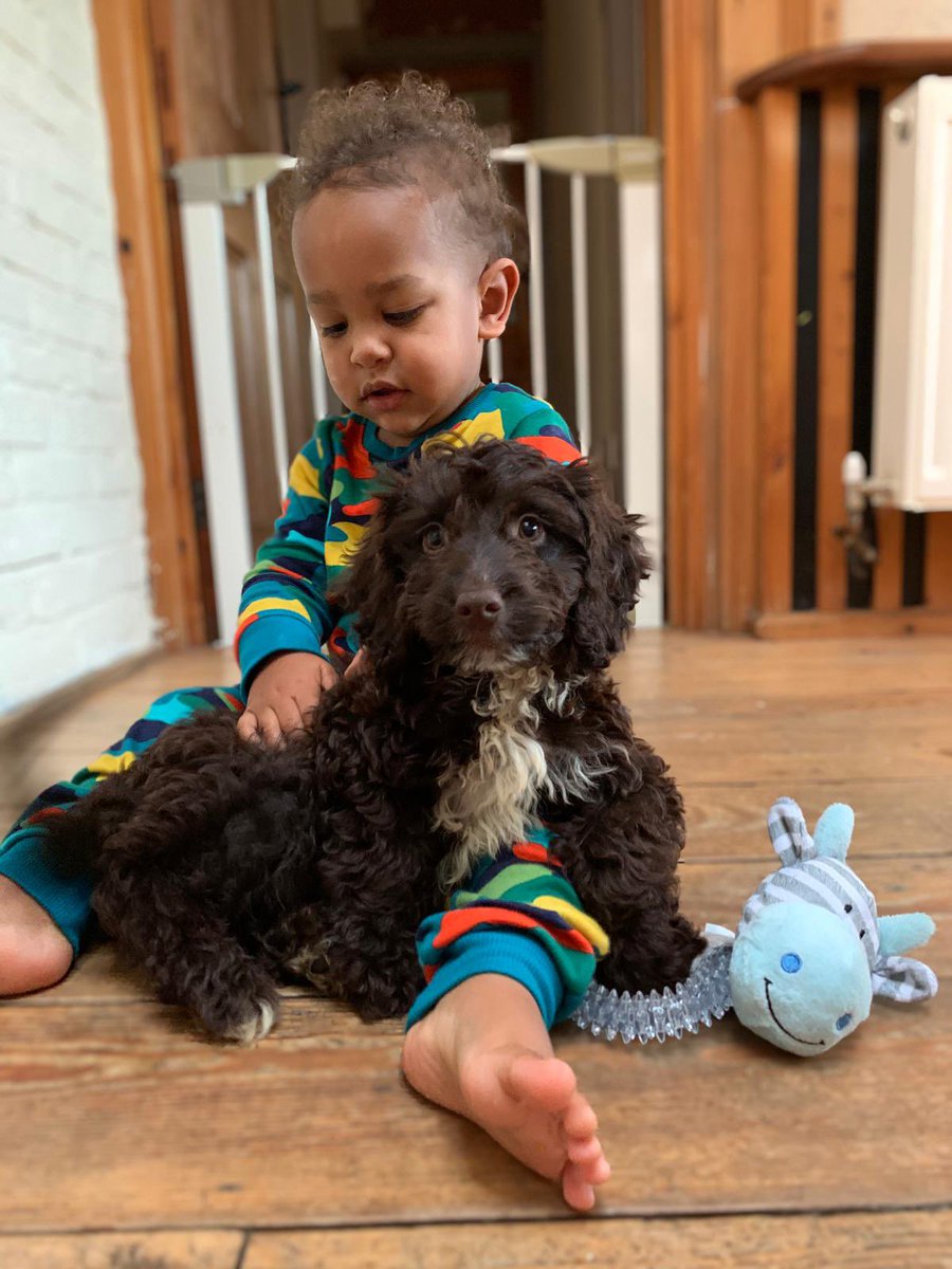 NixxSunshine's tweet photo. We’re we all meant to send @RogersHistory a pic of our dogs right? @TMMathsIcons #blendedmaths https://t.co/ScegD0kSd5