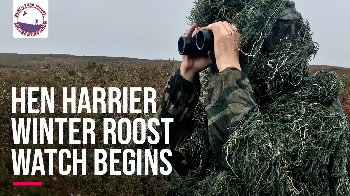 Hen harrier winter roosts are being illegally targeted by grouse moors in the @NorthYorkMoors during the lockdown. Our monitors are out there, hidden on the heather hills, protecting hen harriers from harm.