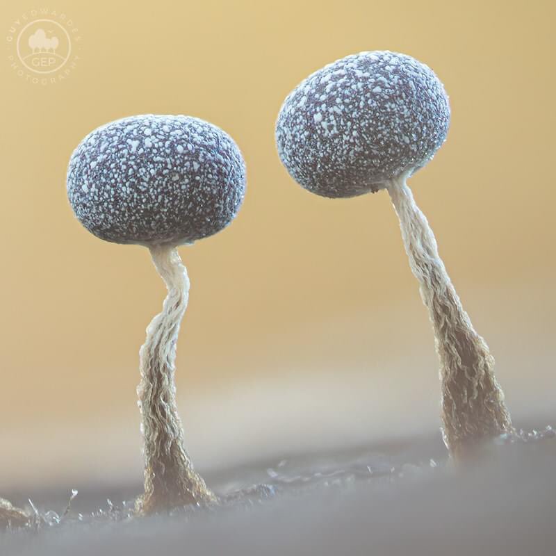 Guy Edwardes tweet media