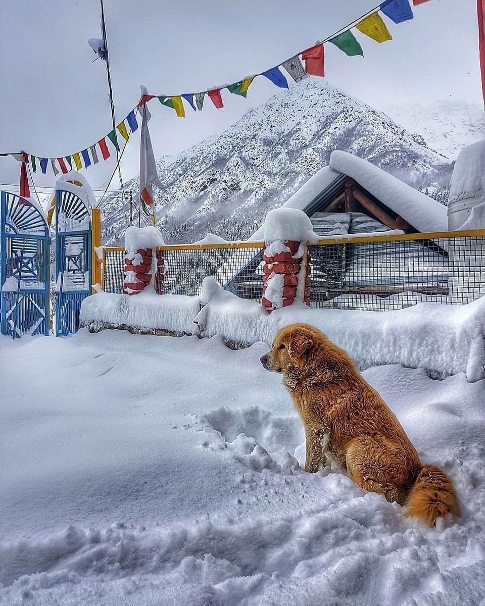 AabaIndia's tweet photo. Tag A Dog Lover ♥️

Explore more places &amp; Packages :

Visit : https://t.co/9n0lba0Y1d

#indiatours #chitkul #himachalpradesh #indiatravel #indiaholiday #indiatourism #indiawildlifetour #indiatourismplaces #indiaholidays #travelindustry #traveltheworld #traveladdict #travel https://t.co/VznWMxDH24