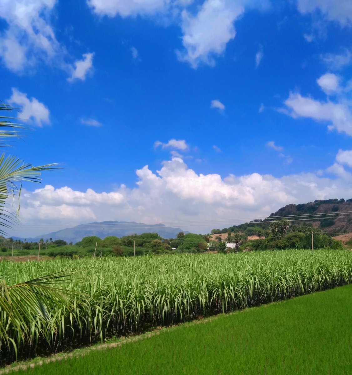 Windows classic wallpaper feels only while I was there  again some  #wallpaper worthy picsApart from the traditional cash crops, sugarcane & rice, I saw many fields having lush onions. A new cash crop in town, due to the price hike it seems #cycling  #cyclinglife  #fields/7