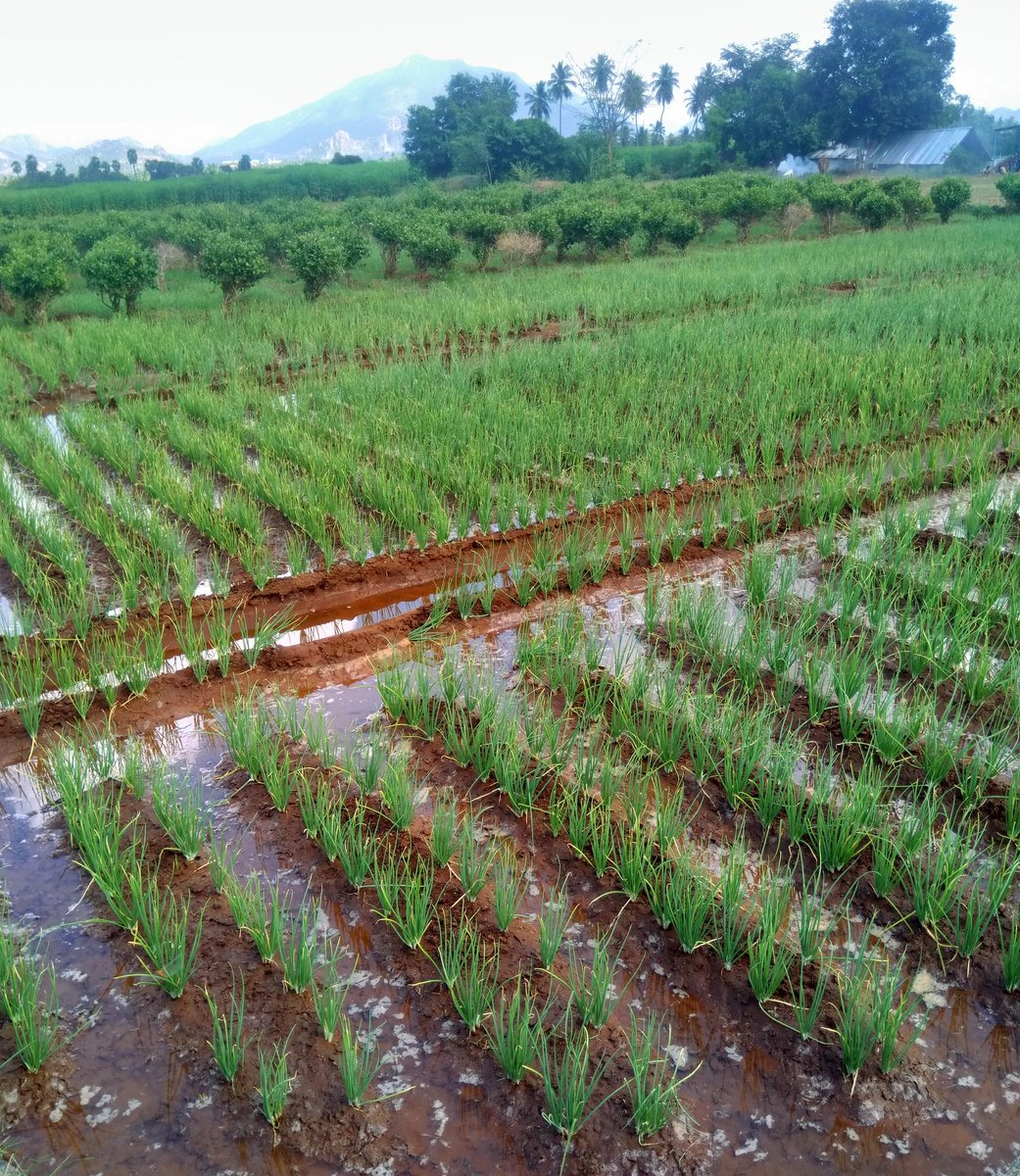 Windows classic wallpaper feels only while I was there  again some  #wallpaper worthy picsApart from the traditional cash crops, sugarcane & rice, I saw many fields having lush onions. A new cash crop in town, due to the price hike it seems #cycling  #cyclinglife  #fields/7