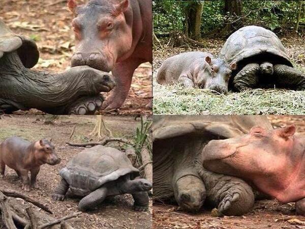 Weird_AnimaIs's tweet photo. After a baby hippo lost his family in a flood, a 103 year-old tortoise become his best friend &amp; cared for him. https://t.co/7BoHerz8rk