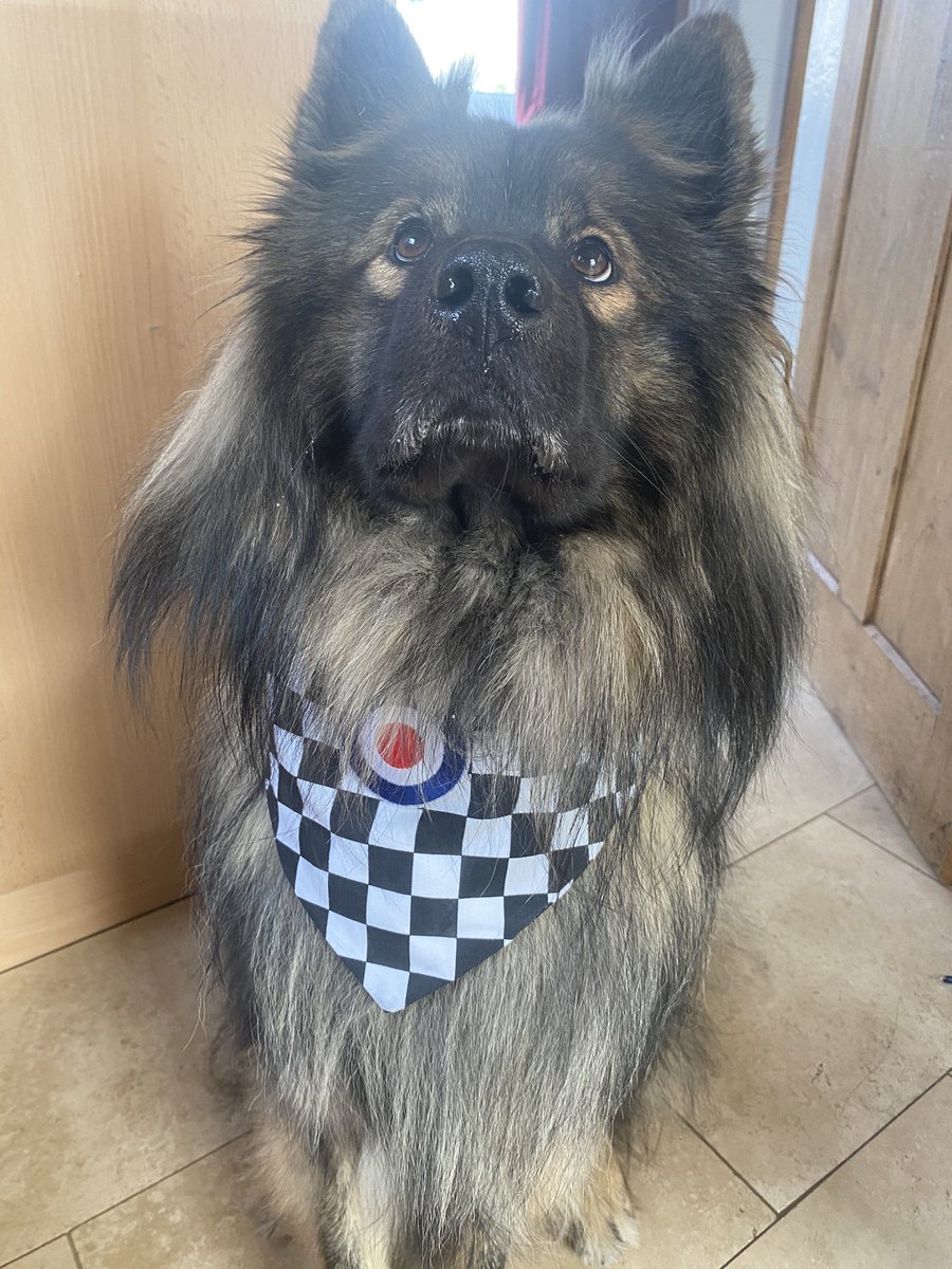 When your dog has matching attire for the shop !