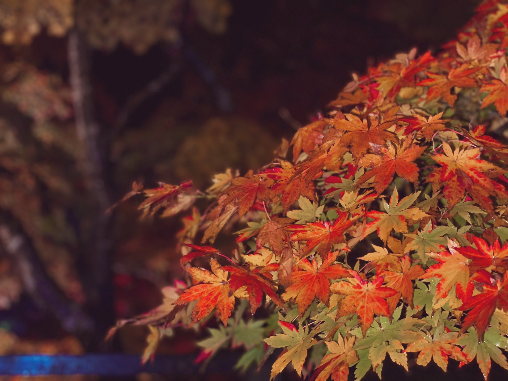 眠れる森のみん 美しい変化 紅葉の花言葉 とても美しい世界でした ライトアップと雨と夜で 撮るの難しすぎ 写真好きな人と繋がりたい 写真で伝える私の世界 写真垢 もみじ 紅葉 楓 秋の風物詩 T Co 4irev2yuas Twitter