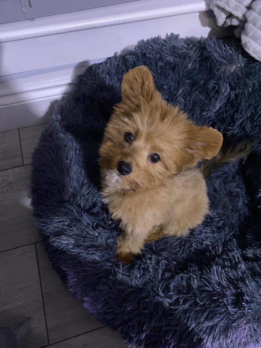 Navilez1's tweet photo. I have had my first haircut. Grandma doesn’t like it. My mum thinks it’s super cute. What do you think? https://t.co/mrj0eJN1te