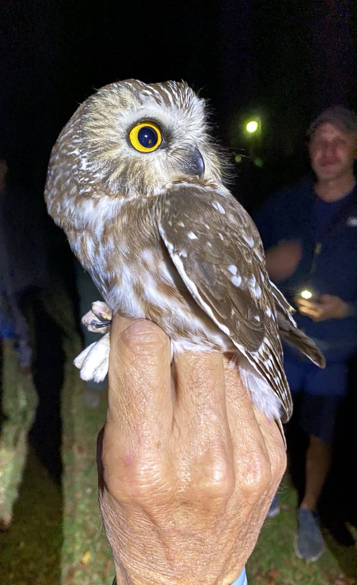 wvsawwhet's tweet photo. Yes, that time of year again! Banding migrating Northern Saw-whet Owls at Valley Falls State Park.....my 16th year! This hatch year female was caught and banded Friday night, weighed 96 grams and was released to continue her journey south. #loveowls #owls #migration2020 https://t.co/4hCITEYz1l
