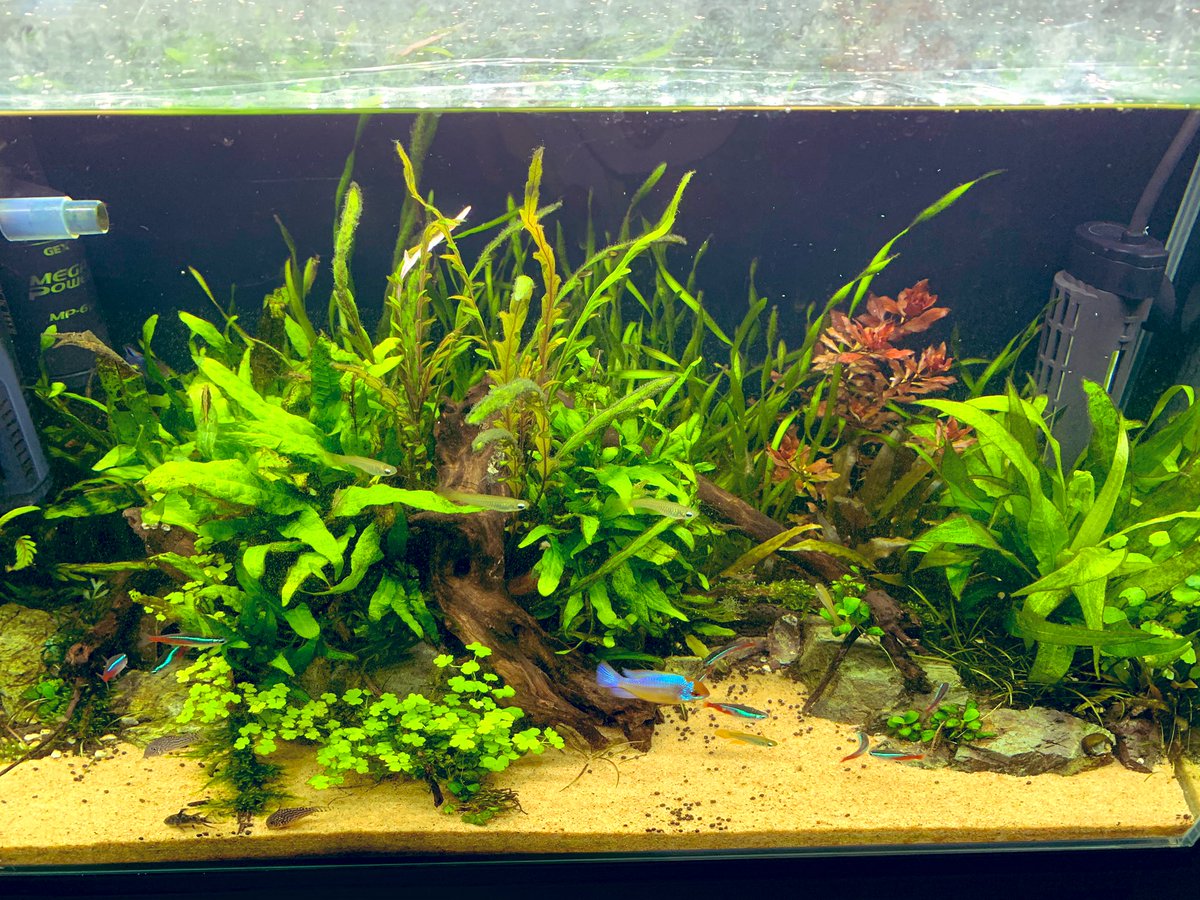 直江 T2 A Twitter なかなか維持していくのか 大変 ブルーダイヤモンドラミレジィ アクアリウム 水槽 熱帯魚 ネオンテトラ ランプアイ ラミレジィ コリドラスパンダ コリドラスステルバイ コリドラスパレアタス オトシンクルス ミナミヌマエビ 水草 直江 T2 A Twitter なかなか維持していくのか 大変 ブルーダイヤモンドラミレジィ アクアリウム 水槽 熱帯魚 ネオンテトラ ランプアイ ラミレジィ コリドラスパンダ コリドラスステルバイ コリドラスパレアタス オトシンクルス ミナミヌマエビ 水草