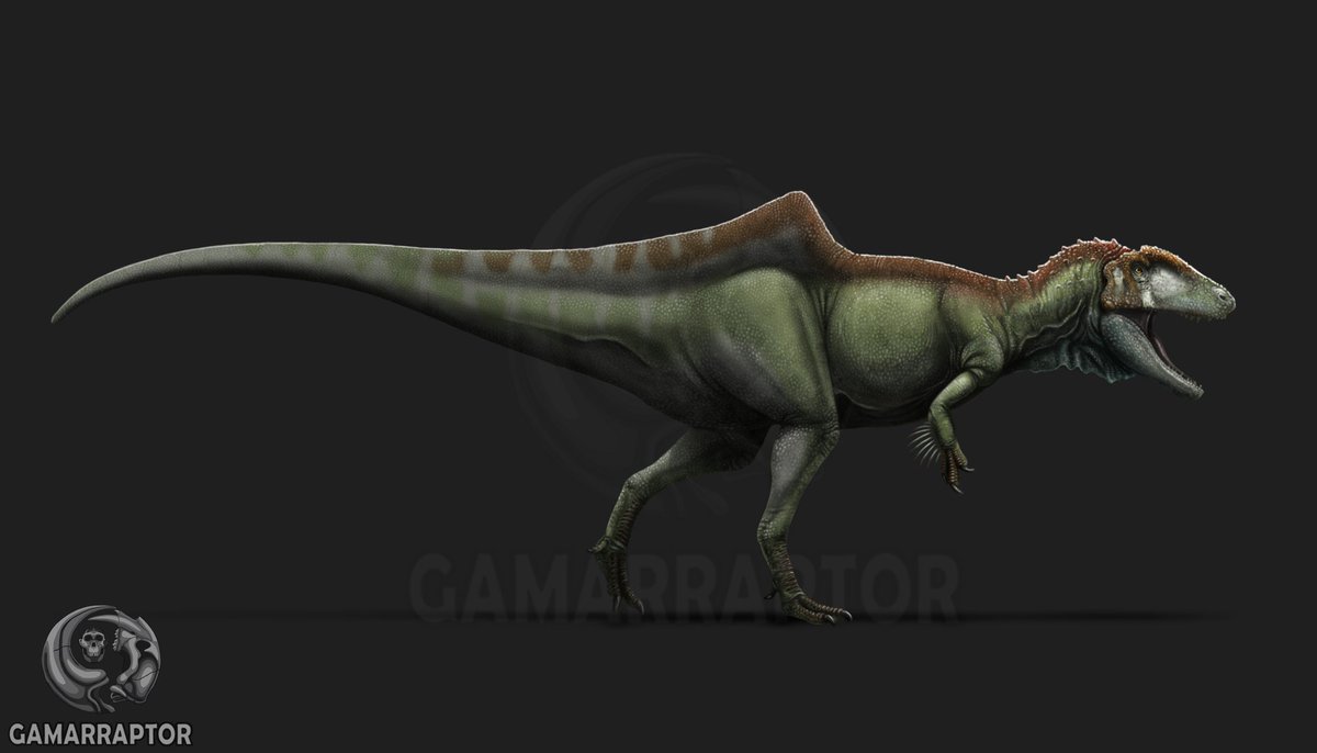 Gamarraptor's tweet photo. Concavenator corcovatus

#concavenator #theropoda #paleontology #paleoart #sciart #dinovember https://t.co/nzkAG8H3L2