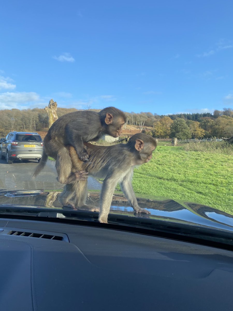 Richardhydexxx's tweet photo. ⁦⁦@Longleat⁩ https://t.co/QvcP1qOWqL