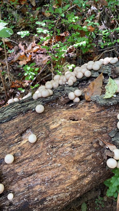 Yay! It&rsquo;s warm enough to walk in the woods finally. If only I had private woods so I could run naked<a href="/tag/mvsales"class="tags"><span>#mvsales</span></a>
