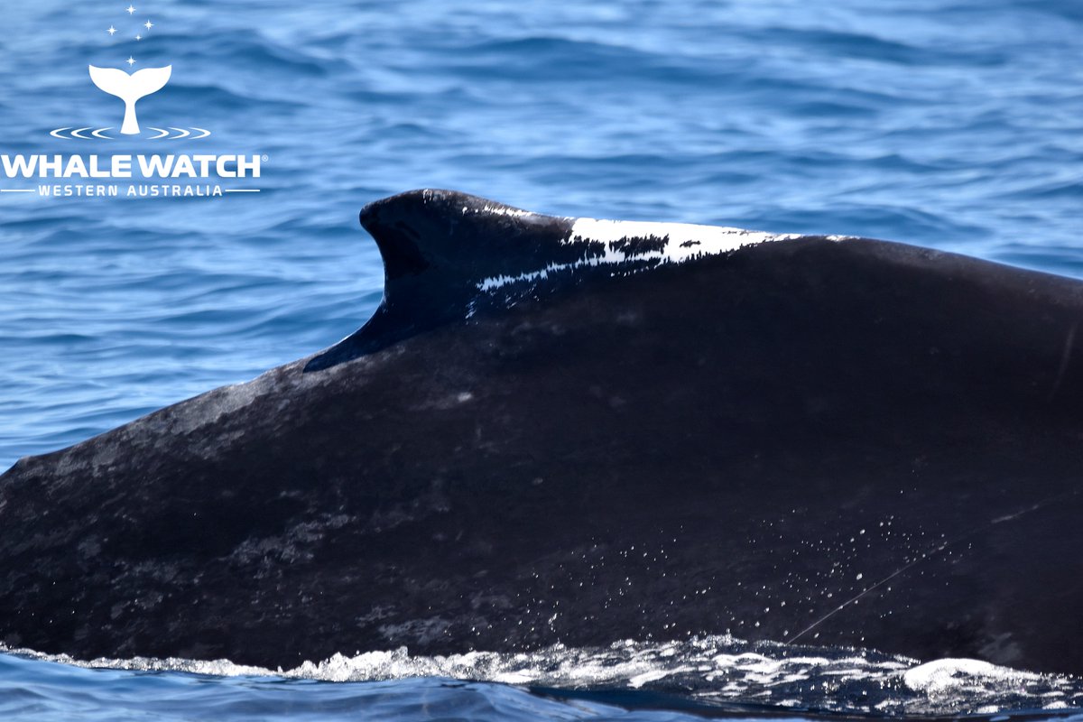 WhaleWatchWA's tweet photo. Building trust with cetaceans is a fundamental part of being a whale watcher and today was the perfect example as a beautiful mother whale and her calf became good friends💙 Check out The Daily Whale™➡️ https://t.co/NBL3jUOpR7

#WhaleWatchWesternAustralia #JoinThePod https://t.co/7a1T7KS5oI