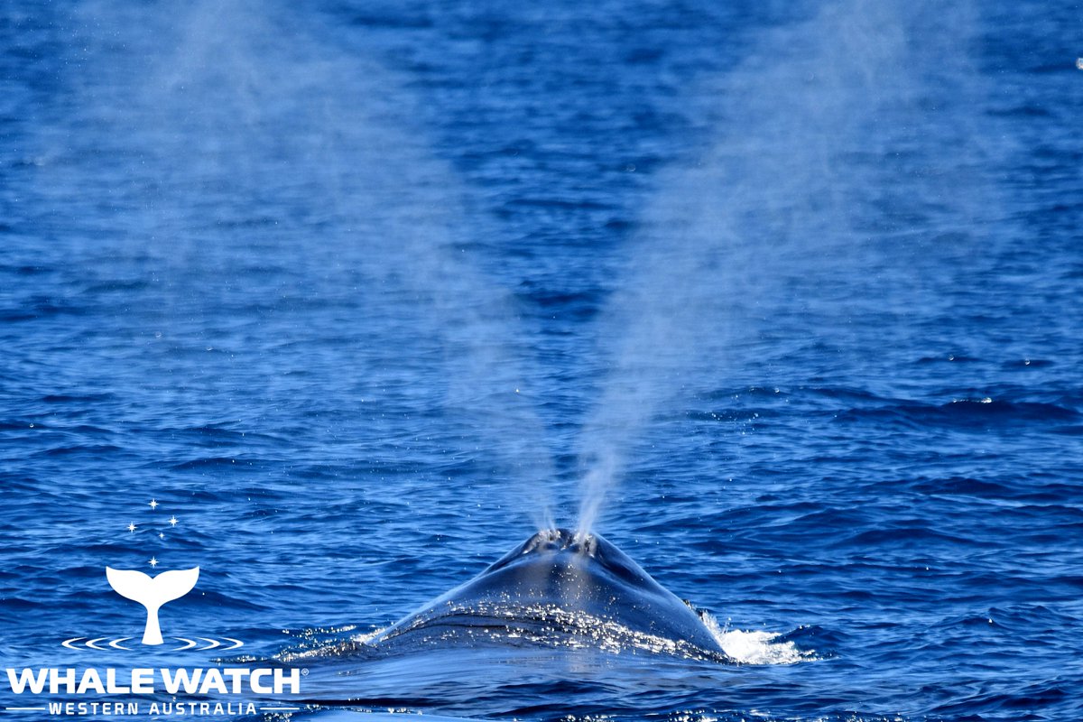 WhaleWatchWA's tweet photo. Building trust with cetaceans is a fundamental part of being a whale watcher and today was the perfect example as a beautiful mother whale and her calf became good friends💙 Check out The Daily Whale™➡️ https://t.co/NBL3jUOpR7

#WhaleWatchWesternAustralia #JoinThePod https://t.co/7a1T7KS5oI