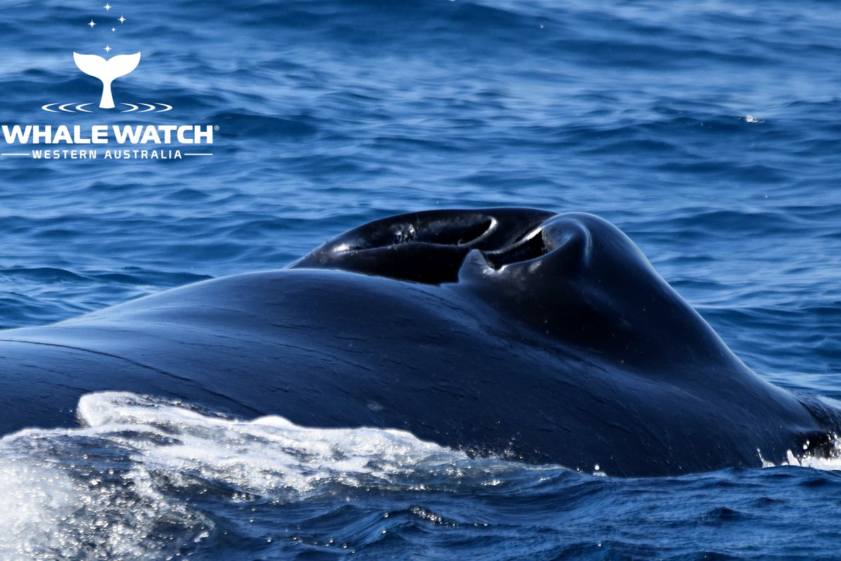 WhaleWatchWA's tweet photo. Building trust with cetaceans is a fundamental part of being a whale watcher and today was the perfect example as a beautiful mother whale and her calf became good friends💙 Check out The Daily Whale™➡️ https://t.co/NBL3jUOpR7

#WhaleWatchWesternAustralia #JoinThePod https://t.co/7a1T7KS5oI