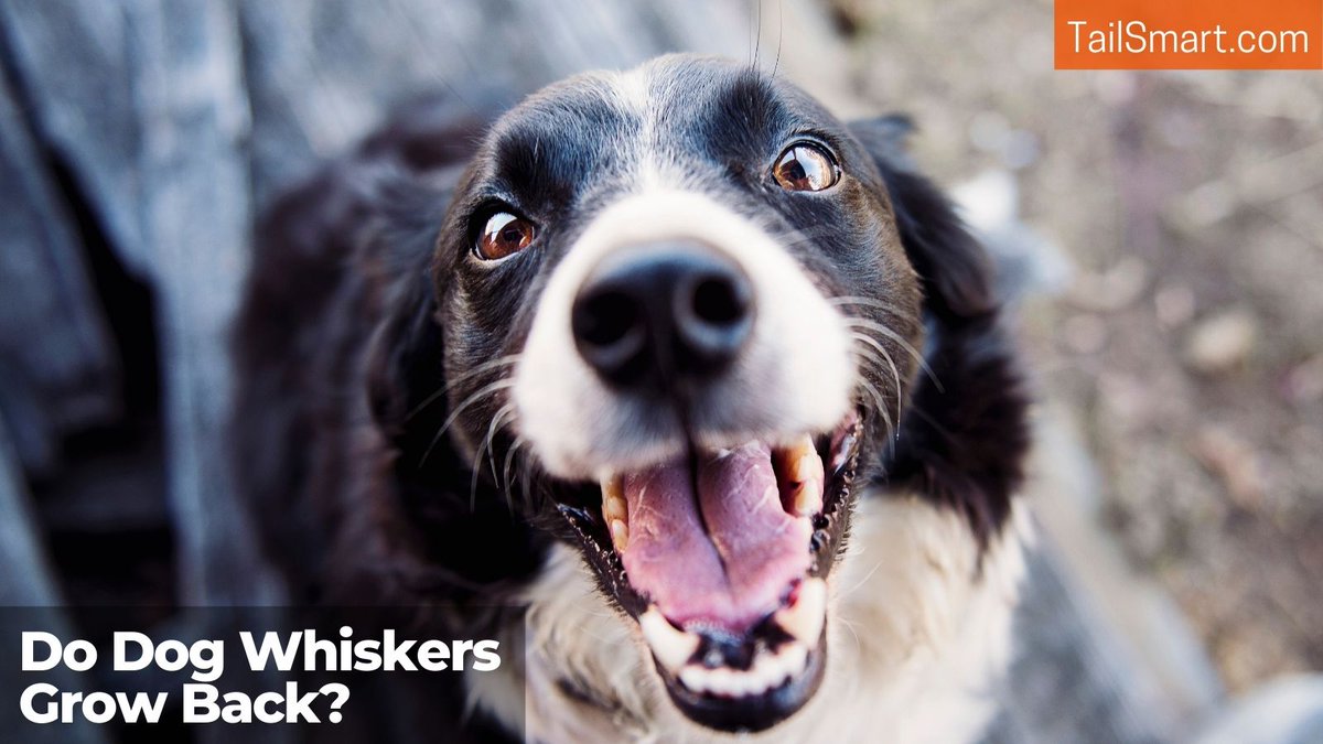 tailsmart's tweet photo. Do dog whiskers grow back? #dogs #doghealth

https://t.co/wdNYQgtcpq https://t.co/tfW4frS39r