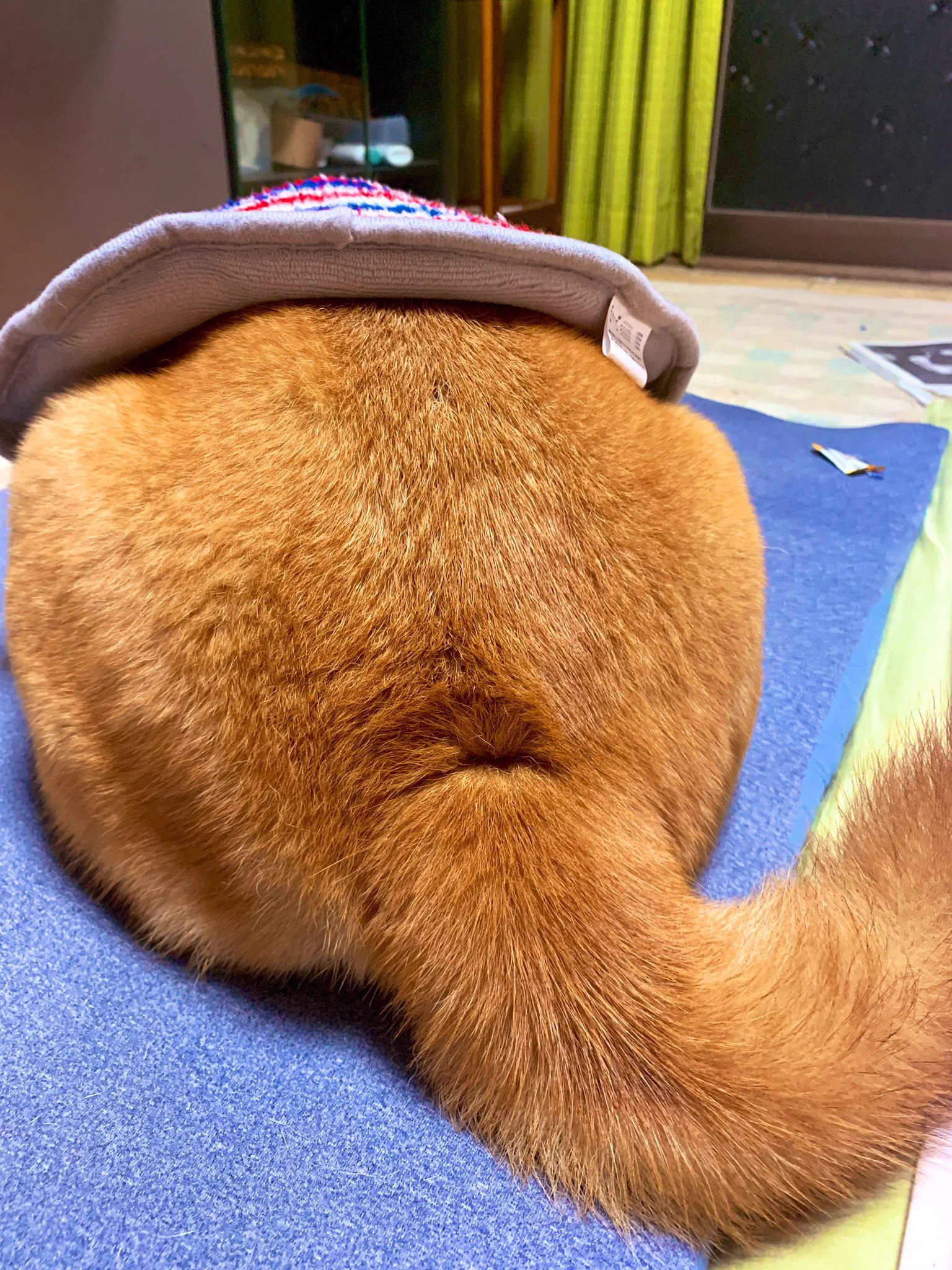 うちのはどれだろ？  
