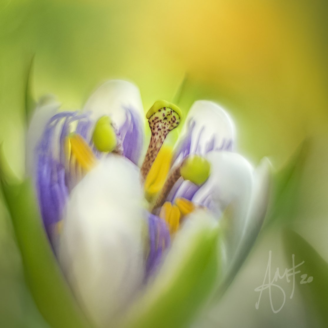Flower_Foto's tweet photo. Last of the passion flowers! Really going to miss them. #summerhasgonetoofast #summerhasgone #passionflower #helios #helios44m #modifiedlens #modifiedhelios #macrophotography #macromood #macro_captures_ #macro_brilliance https://t.co/S9X9DRwocw
