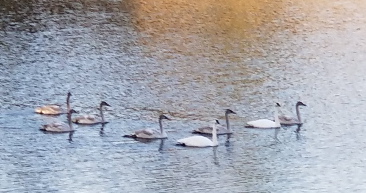 Apriltalking's tweet photo. #WhileWaitingForTheResults I'm watching the swans https://t.co/GqrMw0Sb59