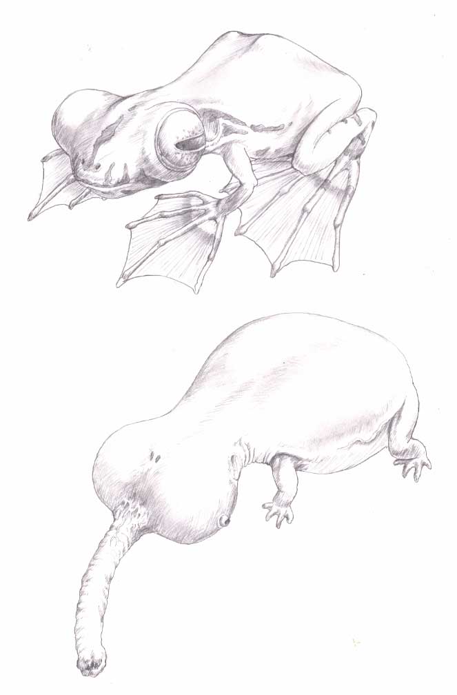 ガラージュ：蛙の原画
