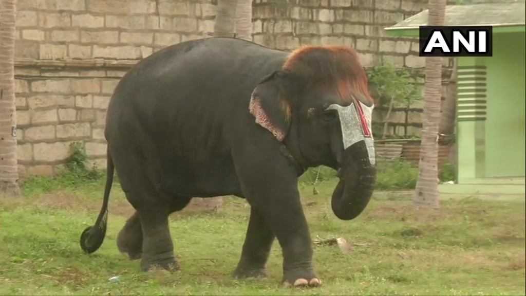 ANI's tweet photo. Tamil Nadu: Sengamalam, an elephant living in Mannargudi's Rajagopalaswamy Temple, is famous for her bob-cut hairstyle. Fondly called 'Bob-cut Sengamalam', she was brought here from Kerala in 2003. Her hair is washed thrice a day in summers & at least once a day in other seasons. https://t.co/4d8FesdtbF