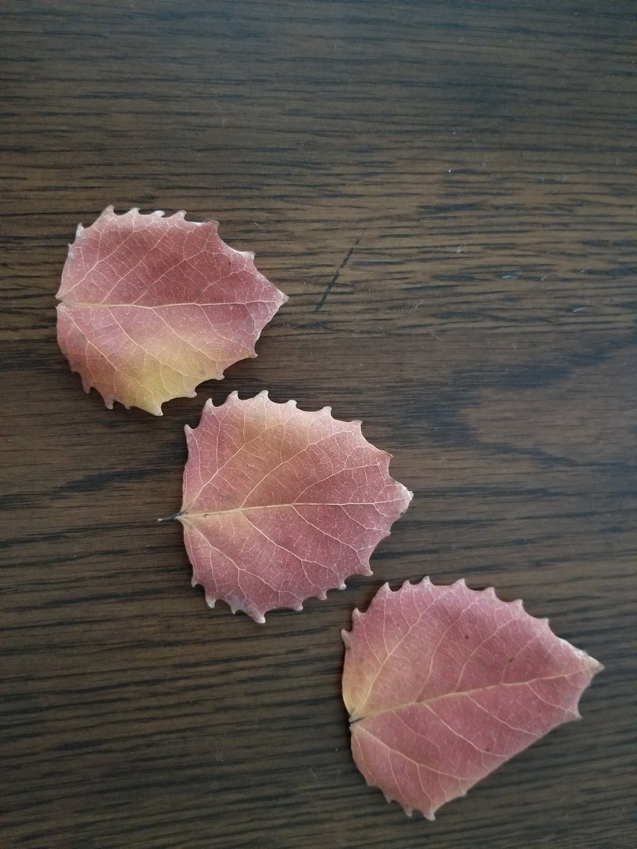 Apriltalking's tweet photo. #WhileWaitingForTheResults I'm watching the leaves change color https://t.co/zu7SyfiMwK