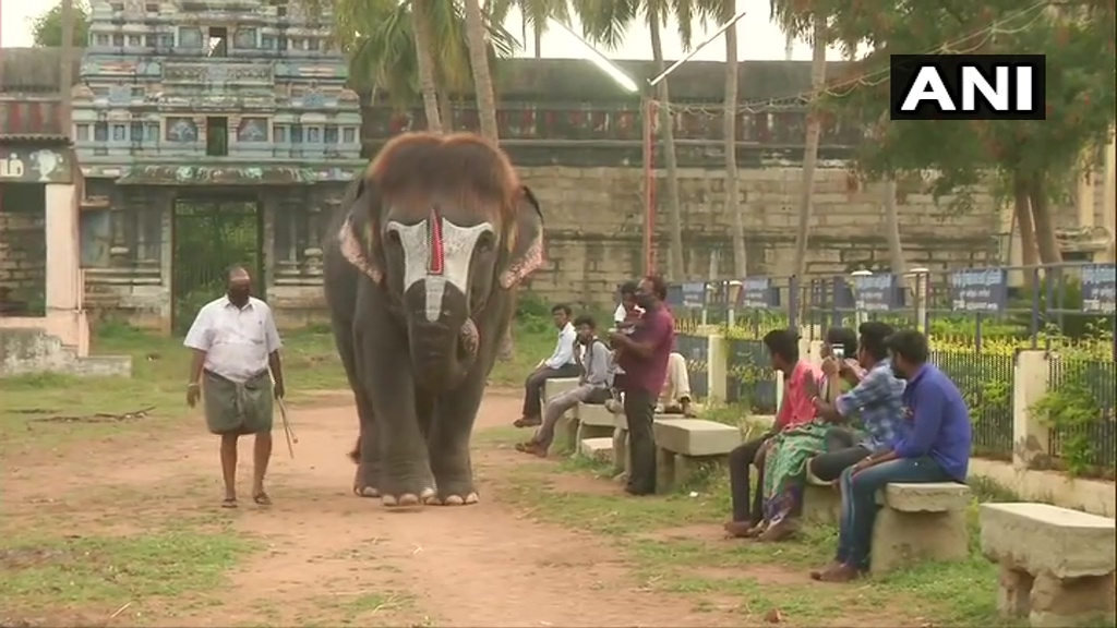 ANI's tweet photo. Tamil Nadu: Sengamalam, an elephant living in Mannargudi's Rajagopalaswamy Temple, is famous for her bob-cut hairstyle. Fondly called 'Bob-cut Sengamalam', she was brought here from Kerala in 2003. Her hair is washed thrice a day in summers & at least once a day in other seasons. https://t.co/4d8FesdtbF