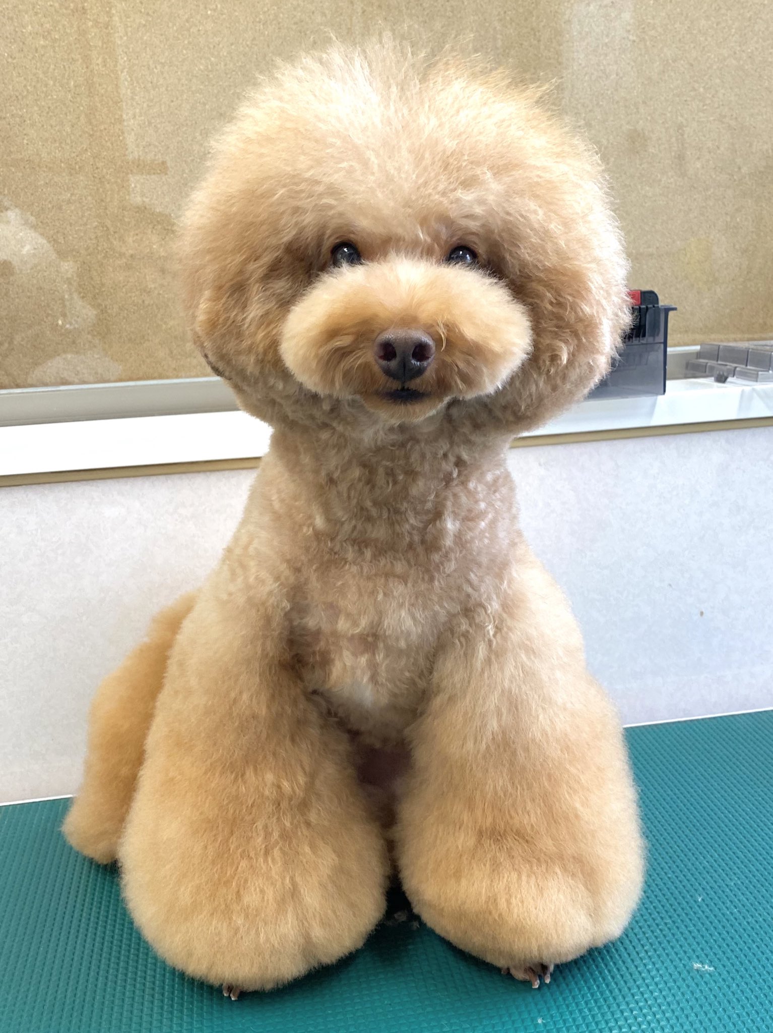 おばちゃんトリマー 1ヶ月前の最後のブーツカット この後スタイル変更となりましたが 頭はまだまだ大きく こうやってみると改めて立派なブーツカットでした 太めのストレートも似合っててかわいい おばちゃんトリマー変身シリーズ トイ