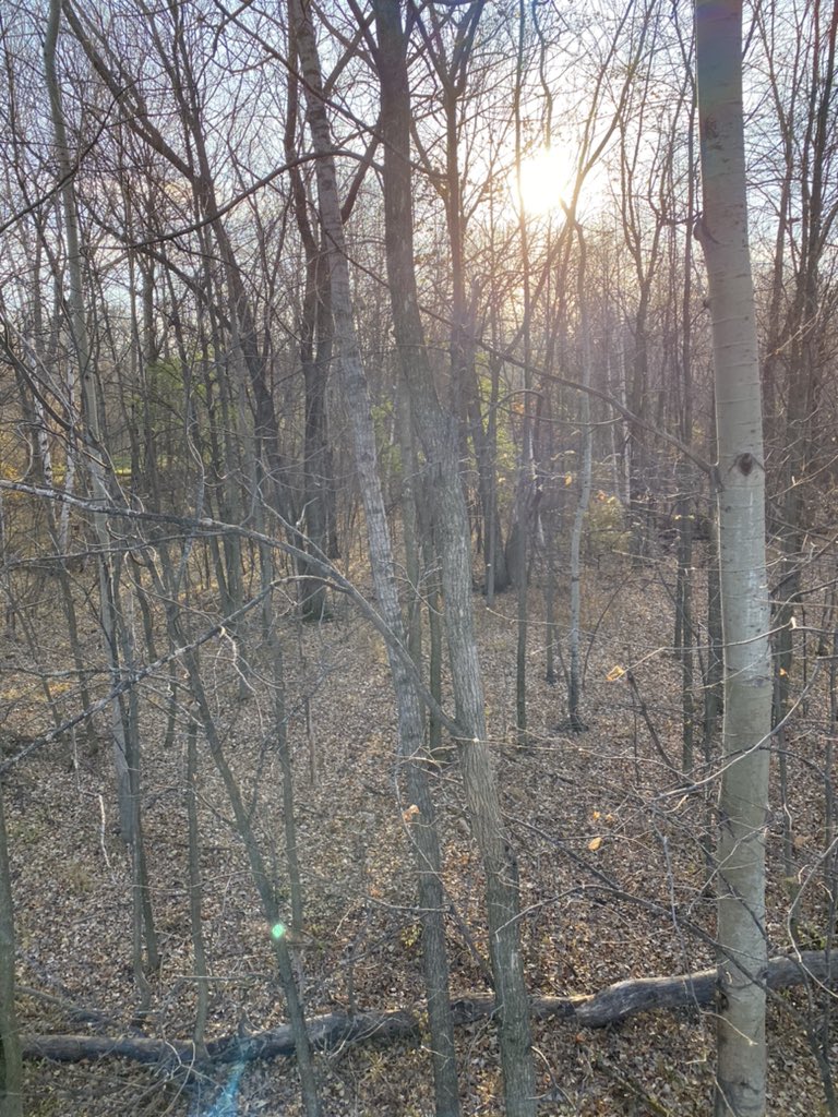 wallyingb's tweet photo. Beautiful morning to be in a treestand!! Even got my #superfoods shake in before I went out! 

#wisconsinlife #hunttherut #gethealthy #healthandfitnessjourney #hunting https://t.co/ZhSyAL9nyU