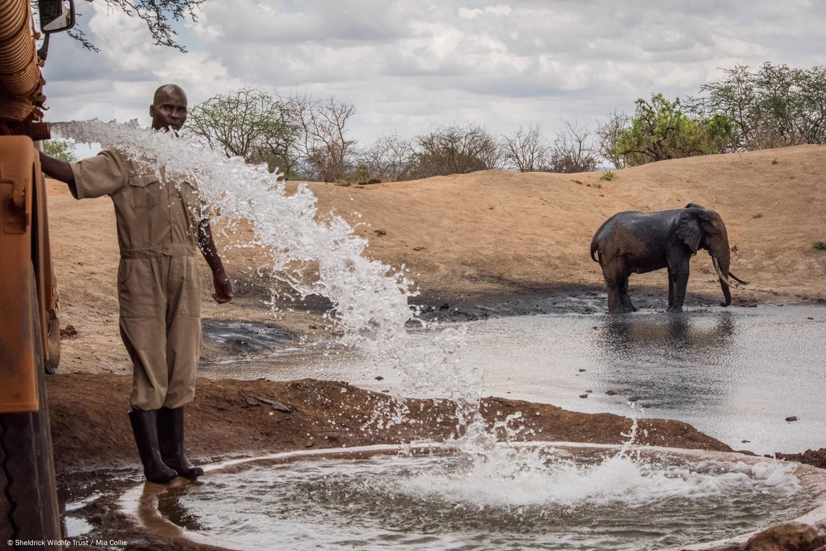 SheldrickTrust's tweet photo. Building and maintaining water sources is one #behindthescenes aspect of what we do to ensure wildlife doesn't suffer during dry seasons or drought: https://t.co/JYFSdtFZHV https://t.co/ZHJEoDgOO4