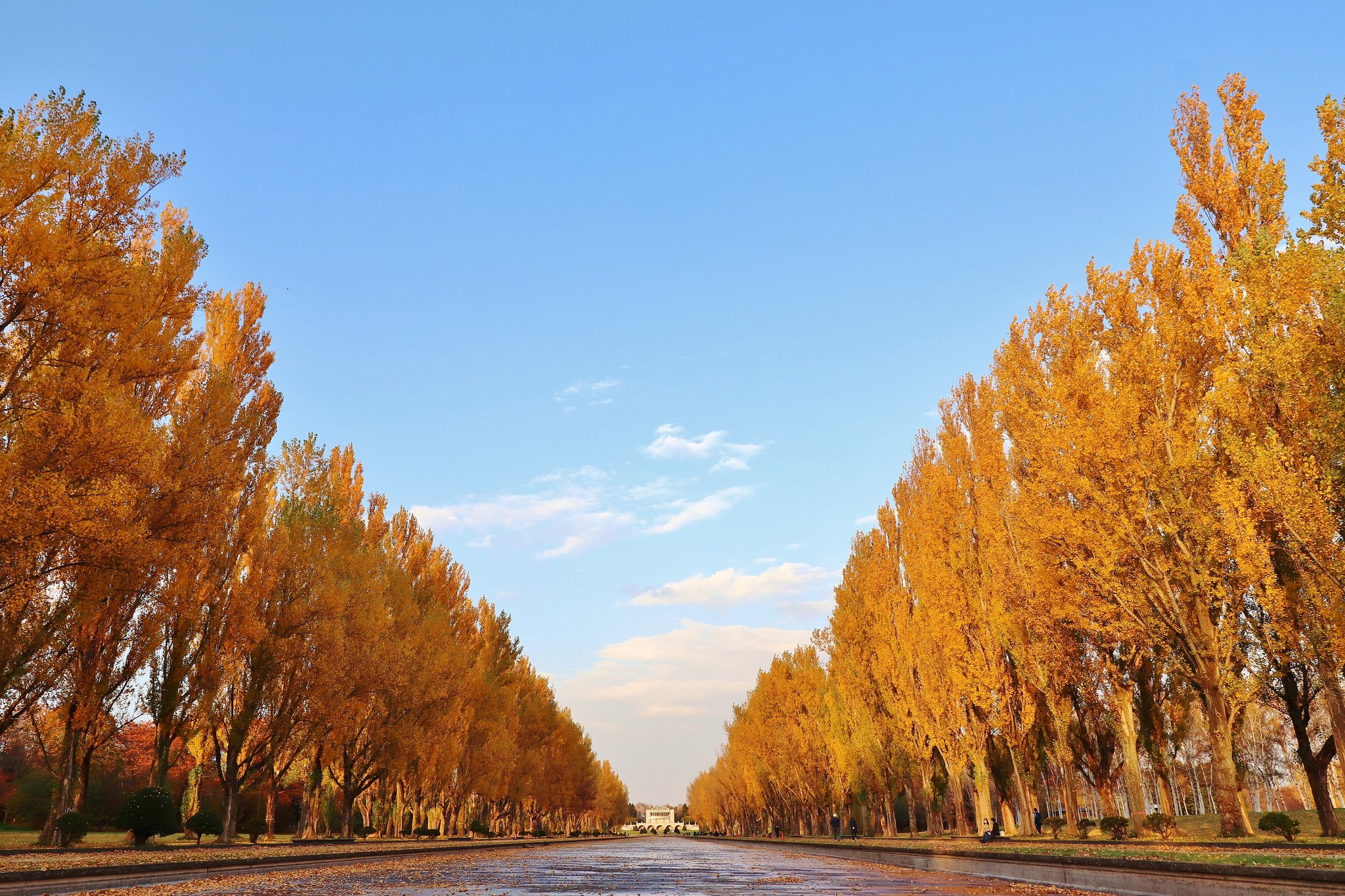 Akira ポプラ並木の黄葉 秋 紅葉 Autumncolors ファインダー越しの私の世界 写真好きな人と繋がりたい キリトリセカイ Photography A Krphoto T Co Wkm5kgdko3 Twitter