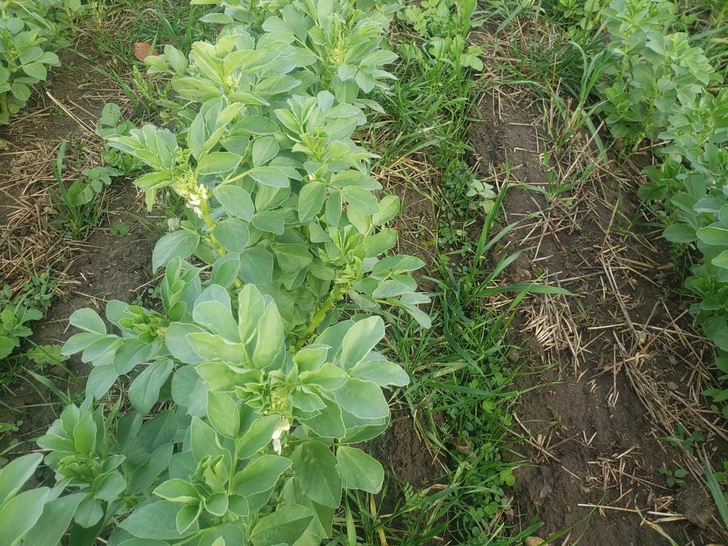 dave_gowan's tweet photo. Amazing #fababean #biostrip flowering after freezing and covered with snow a week ago https://t.co/THMx3wauU7