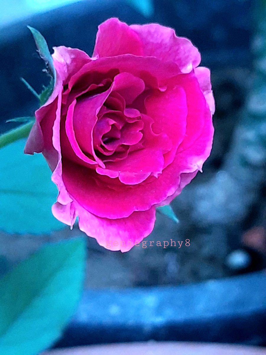 DNA_Frequency's tweet photo. Closing the day with..
Trust is the glue of life. It’s the most essential ingredient in effective communication. It’s the foundational principle that holds all relationships.
#rose #PhotoOfTheDay #geniegraphy8 #trust https://t.co/3wrqbYXupn