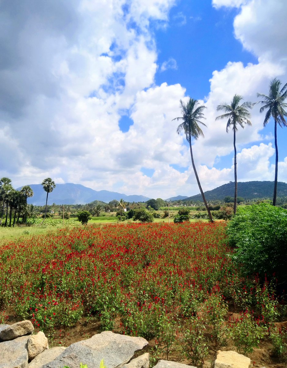 How beautiful this cockscomb field is கோழிக்கொண்டை தோட்டம் Near the horizon left: Bodhai Malai / Nayinaar Malai, rode via there already :)Another wallpaper material with the huge blue star like gap created by the clouds at the top. #cycling  #countryroads /8