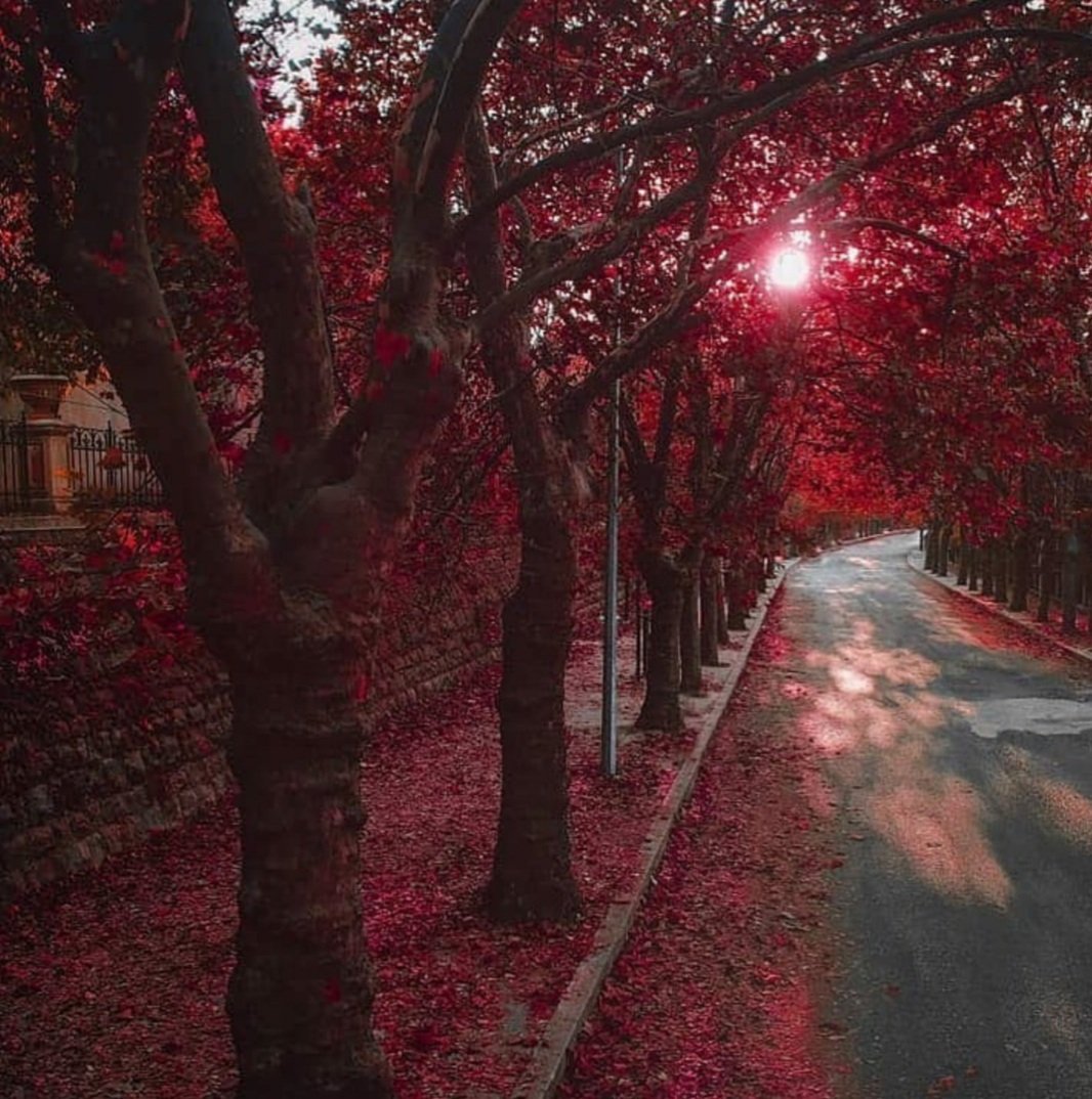 oudaida's tweet photo. How beautiful is to let things go 🍂
#Takemeback #beauty #Lebanon
#abovecloud #unpopularopinion
#soulmate #noregrets #adore
#Aboutlastvac #fall #autumnfalls #autumnleaves @Revol_17OCTOBER ❤ https://t.co/PDmCHZA137