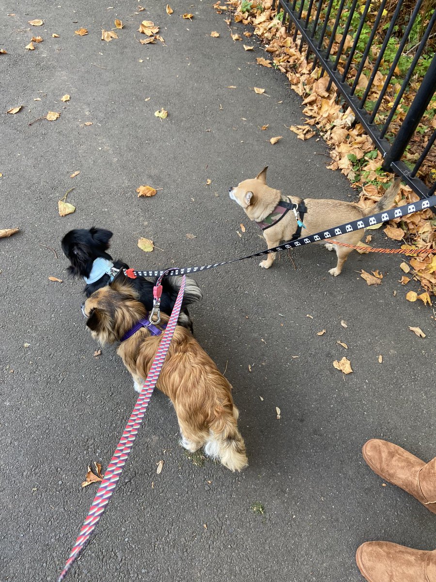 LittleJohn_RC's tweet photo. Final part of our dog walk today and collected some more leaves on sticks for the stick insects. Only been a few weeks we have had them and they grow so fast ๐ฎ #DogWalk #SunnyDay #CollectingSticks #StickInsects #WinterWalk #NoDetecting #NovemberLockdown2020 https://t.co/Bl7sMoDAPi