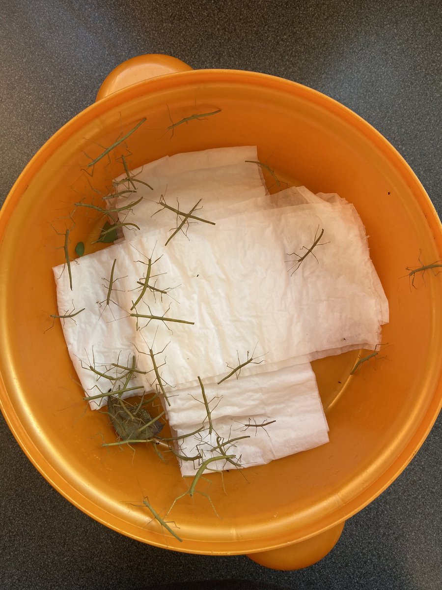 LittleJohn_RC's tweet photo. Final part of our dog walk today and collected some more leaves on sticks for the stick insects. Only been a few weeks we have had them and they grow so fast ๐ฎ #DogWalk #SunnyDay #CollectingSticks #StickInsects #WinterWalk #NoDetecting #NovemberLockdown2020 https://t.co/Bl7sMoDAPi