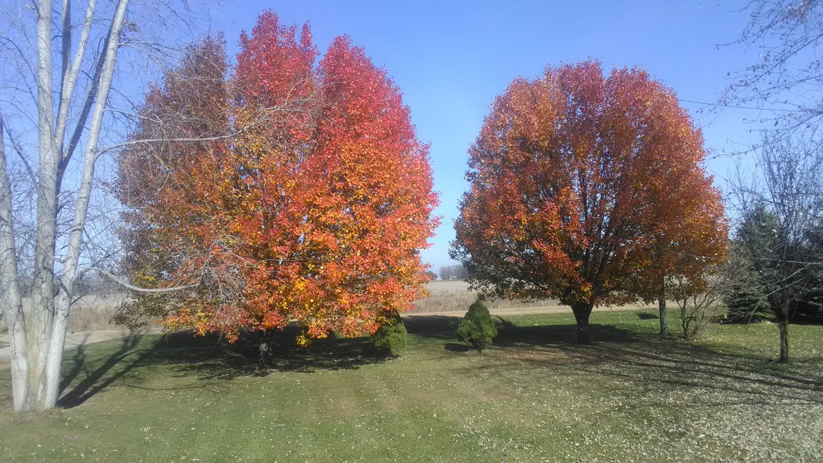 deblojo's tweet photo. My Harvard Pear trees here in Michigan! We broke a record at 74 degrees today! https://t.co/ycxcdYauy7