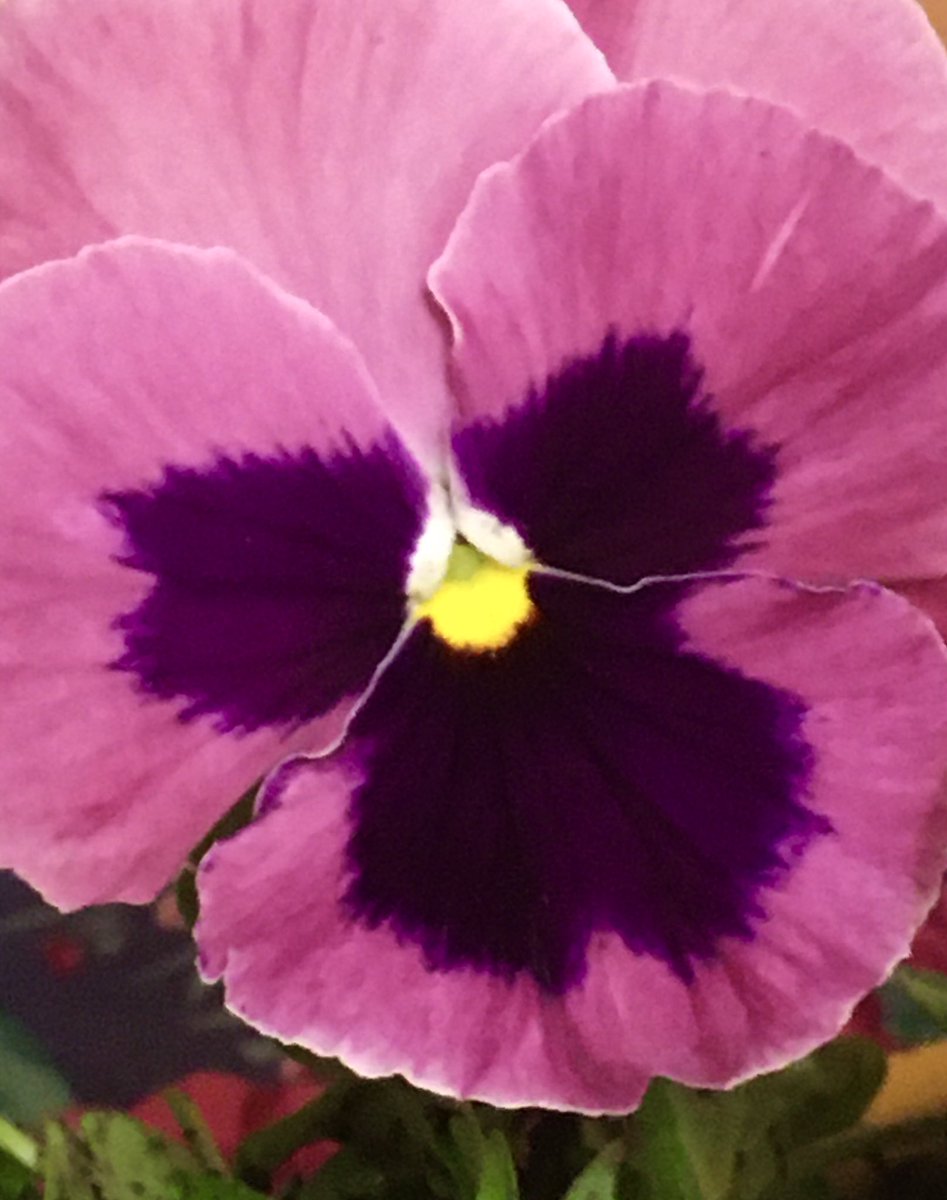 CubaFam's tweet photo. I couldn’t stop thinking yesterday so I made a pot of pansies @BigotBeGone2 @KontikiDave @BonnieKipperman @msmithobx @hollymwchris @voicebyvote @Louangie @MSHNLP @Louangie @RunningBrook16 https://t.co/EpGWunBnXG